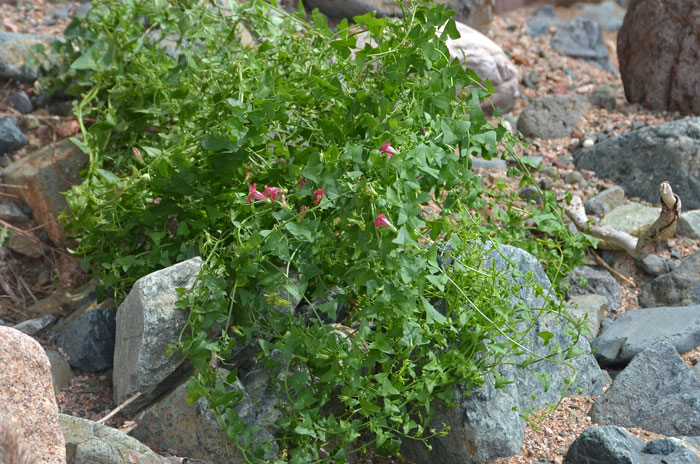 Climbing Snapdragon is a small vine growing up to 3 feet long/wide among rocks and adjacent plants. Maurandella 